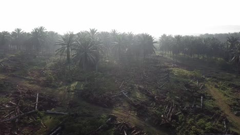 Oil-palm-plantation-in-morning.-Some-trees-is-cleared-away.